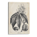 Árbol Buckeye De La Vendimia - Thomas Nuttall | Cuadro decorativo de Canvas Lab