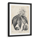 Árbol Buckeye De La Vendimia - Thomas Nuttall | Cuadro decorativo de Canvas Lab