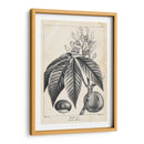 Árbol Buckeye De La Vendimia - Thomas Nuttall | Cuadro decorativo de Canvas Lab