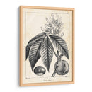Árbol Buckeye De La Vendimia - Thomas Nuttall | Cuadro decorativo de Canvas Lab