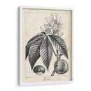 Árbol Buckeye De La Vendimia - Thomas Nuttall | Cuadro decorativo de Canvas Lab