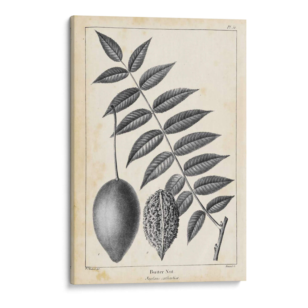 Árbol De Butternut Vintage - Thomas Nuttall | Cuadro decorativo de Canvas Lab