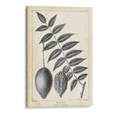Árbol De Butternut Vintage - Thomas Nuttall | Cuadro decorativo de Canvas Lab