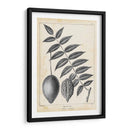 Árbol De Butternut Vintage - Thomas Nuttall | Cuadro decorativo de Canvas Lab