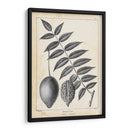 Árbol De Butternut Vintage - Thomas Nuttall | Cuadro decorativo de Canvas Lab