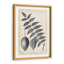 Árbol De Butternut Vintage - Thomas Nuttall | Cuadro decorativo de Canvas Lab