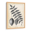 Árbol De Butternut Vintage - Thomas Nuttall | Cuadro decorativo de Canvas Lab