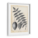 Árbol De Butternut Vintage - Thomas Nuttall | Cuadro decorativo de Canvas Lab