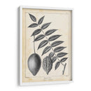 Árbol De Butternut Vintage - Thomas Nuttall | Cuadro decorativo de Canvas Lab