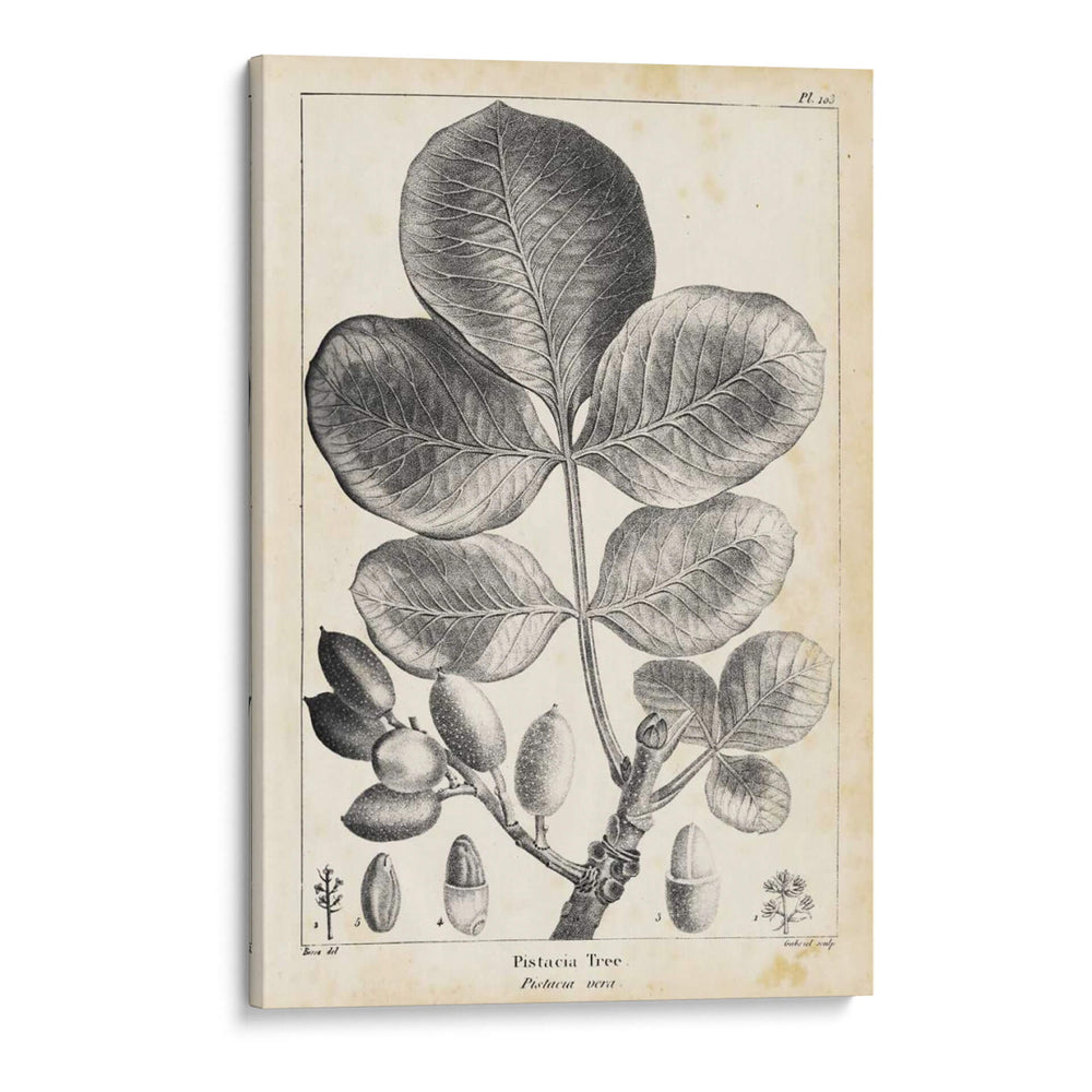Árbol De Pistacho Vintage - Thomas Nuttall | Cuadro decorativo de Canvas Lab
