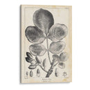Árbol De Pistacho Vintage - Thomas Nuttall | Cuadro decorativo de Canvas Lab