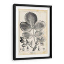 Árbol De Pistacho Vintage - Thomas Nuttall | Cuadro decorativo de Canvas Lab