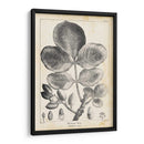 Árbol De Pistacho Vintage - Thomas Nuttall | Cuadro decorativo de Canvas Lab