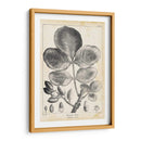 Árbol De Pistacho Vintage - Thomas Nuttall | Cuadro decorativo de Canvas Lab