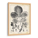 Árbol De Pistacho Vintage - Thomas Nuttall | Cuadro decorativo de Canvas Lab