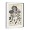 Árbol De Pistacho Vintage - Thomas Nuttall | Cuadro decorativo de Canvas Lab