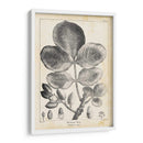 Árbol De Pistacho Vintage - Thomas Nuttall | Cuadro decorativo de Canvas Lab