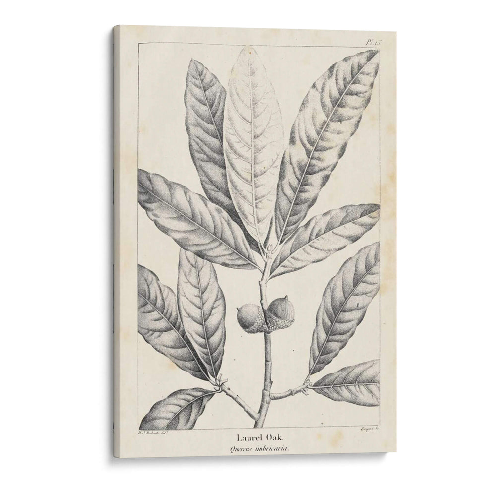 Vintage Laurel Oak Tree - Thomas Nuttall | Cuadro decorativo de Canvas Lab