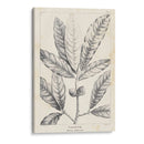 Vintage Laurel Oak Tree - Thomas Nuttall | Cuadro decorativo de Canvas Lab