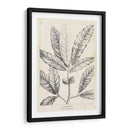 Vintage Laurel Oak Tree - Thomas Nuttall | Cuadro decorativo de Canvas Lab