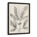 Vintage Laurel Oak Tree - Thomas Nuttall | Cuadro decorativo de Canvas Lab