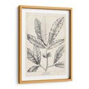 Vintage Laurel Oak Tree - Thomas Nuttall | Cuadro decorativo de Canvas Lab