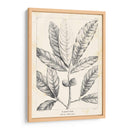 Vintage Laurel Oak Tree - Thomas Nuttall | Cuadro decorativo de Canvas Lab