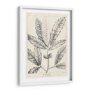 Vintage Laurel Oak Tree - Thomas Nuttall | Cuadro decorativo de Canvas Lab
