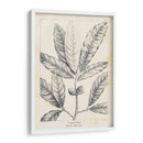 Vintage Laurel Oak Tree - Thomas Nuttall | Cuadro decorativo de Canvas Lab