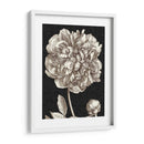 Peonía Dramática I - Vision Studio | Cuadro decorativo de Canvas Lab
