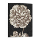 Peonía Dramática Ii - Vision Studio | Cuadro decorativo de Canvas Lab