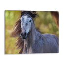 Caballo En El Campo I - Ozana Sturgeon | Cuadro decorativo de Canvas Lab