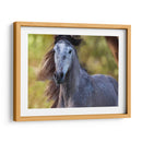 Caballo En El Campo I - Ozana Sturgeon | Cuadro decorativo de Canvas Lab