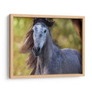 Caballo En El Campo I - Ozana Sturgeon | Cuadro decorativo de Canvas Lab