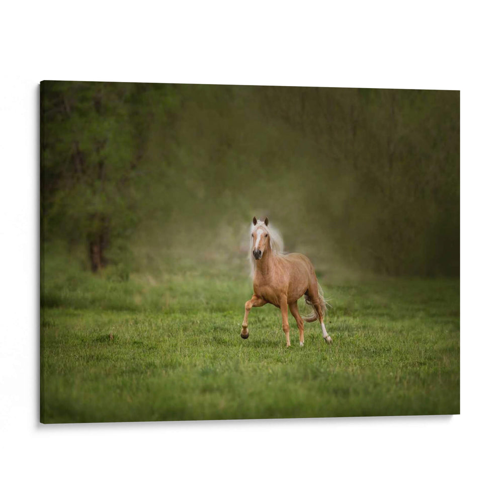 Caballo En El Campo Ii - Ozana Sturgeon | Cuadro decorativo de Canvas Lab