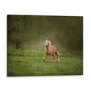 Caballo En El Campo Ii - Ozana Sturgeon | Cuadro decorativo de Canvas Lab