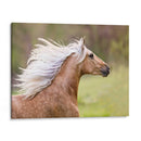 Caballo En El Campo Iii - Ozana Sturgeon | Cuadro decorativo de Canvas Lab