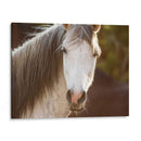 Caballo En El Campo Iv - Ozana Sturgeon | Cuadro decorativo de Canvas Lab