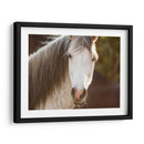 Caballo En El Campo Iv - Ozana Sturgeon | Cuadro decorativo de Canvas Lab