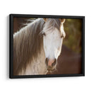 Caballo En El Campo Iv - Ozana Sturgeon | Cuadro decorativo de Canvas Lab