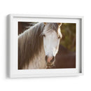 Caballo En El Campo Iv - Ozana Sturgeon | Cuadro decorativo de Canvas Lab