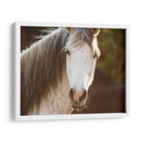 Caballo En El Campo Iv - Ozana Sturgeon | Cuadro decorativo de Canvas Lab