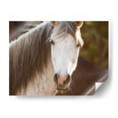 Caballo En El Campo Iv - Ozana Sturgeon | Cuadro decorativo de Canvas Lab