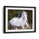 Caballo En El Campo V - Ozana Sturgeon | Cuadro decorativo de Canvas Lab