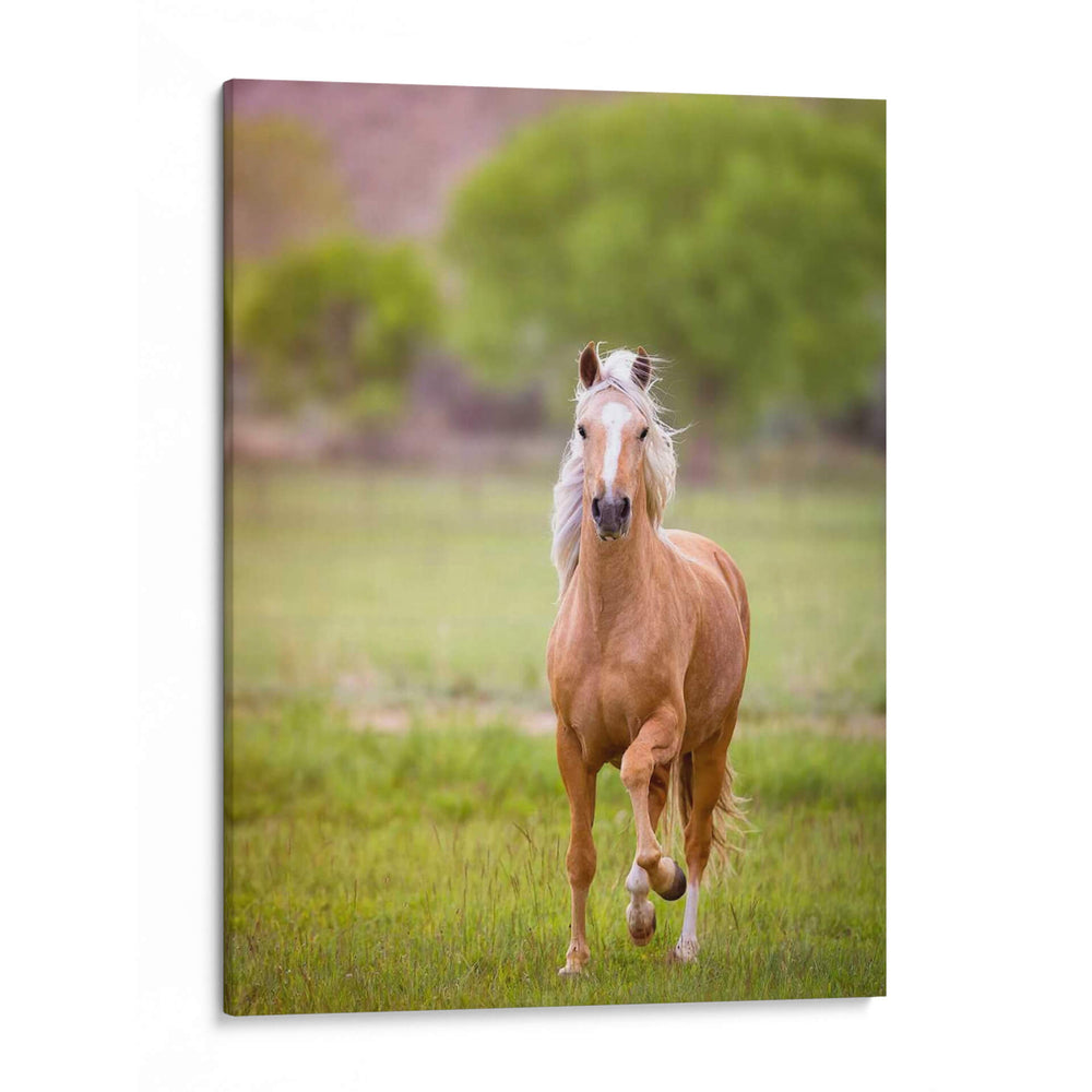 Caballo En El Campo Vi - Ozana Sturgeon | Cuadro decorativo de Canvas Lab