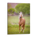 Caballo En El Campo Vi - Ozana Sturgeon | Cuadro decorativo de Canvas Lab