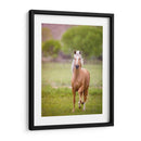 Caballo En El Campo Vi - Ozana Sturgeon | Cuadro decorativo de Canvas Lab