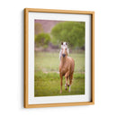 Caballo En El Campo Vi - Ozana Sturgeon | Cuadro decorativo de Canvas Lab