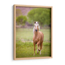 Caballo En El Campo Vi - Ozana Sturgeon | Cuadro decorativo de Canvas Lab