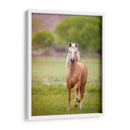 Caballo En El Campo Vi - Ozana Sturgeon | Cuadro decorativo de Canvas Lab